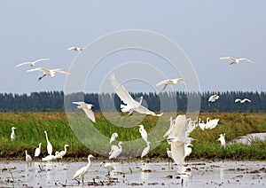 Great white egret