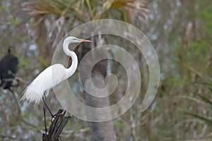 Great White Egret on a tree branch