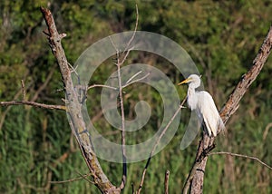 Great White Egret on a tree branch