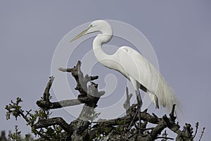 Great White Egret on Tree top