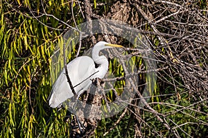 A Great White Egret in Tucson, Arizona