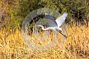 A Great White Egret in Tucson, Arizona