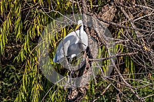 A Great White Egret in Tucson, Arizona