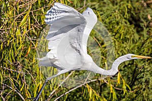 A Great White Egret in Tucson, Arizona