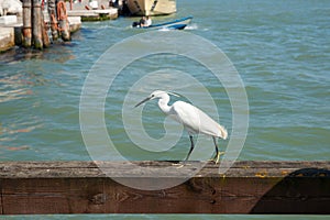 Great white egret in urban locale on old wharf beam