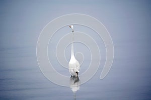 Great White Egret Wades in Bay in the Early Morning