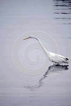 Great White Egret Wades in Bay in the Early Morning