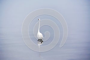 Great White Egret Wades in Bay in the Early Morning