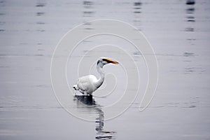 Great White Egret Wades in Bay in the Early Morning