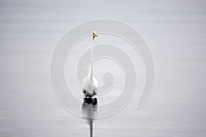 Great White Egret Wades in Bay in the Early Morning