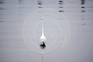 Great White Egret Wades in Bay in the Early Morning