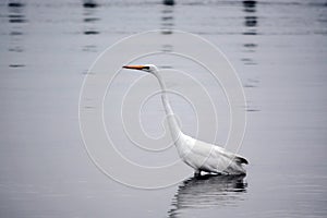 Great White Egret Wades in Bay in the Early Morning