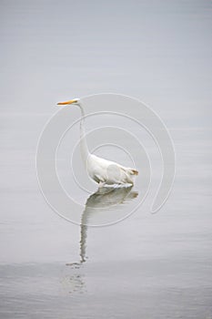 Great White Egret Wades in Bay in the Early Morning