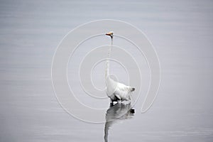 Great White Egret Wades in Bay in the Early Morning