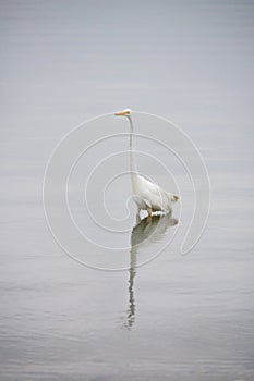 Great White Egret Wades in Bay in the Early Morning