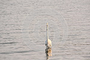 Great White Egret Wades in Bay at Sunrise