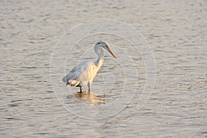 Great White Egret Wades in Bay at Sunrise