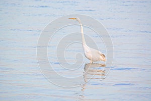 Great White Egret Wades in Bay at Sunrise