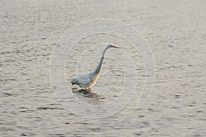 Great White Egret Wades in Bay at Sunrise