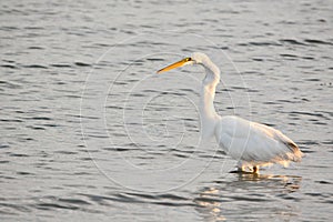 Great White Egret Wades in Bay at Sunrise