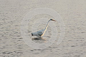 Great White Egret Wades in Bay at Sunrise