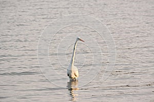 Great White Egret Wades in Bay at Sunrise