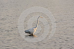 Great White Egret Wades in Bay at Sunrise