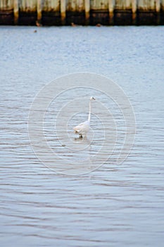 Great White Egret Wades in Bay at Sunrise