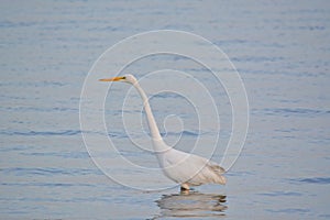 Great White Egret Wades in Bay at Sunrise