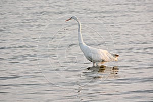 Great White Egret Wades in Bay at Sunrise