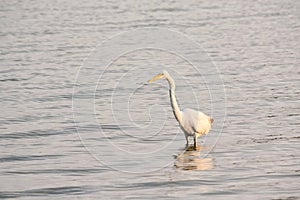 Great White Egret Wades in Bay at Sunrise