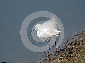 A Great White Egret Wading on a shoreline