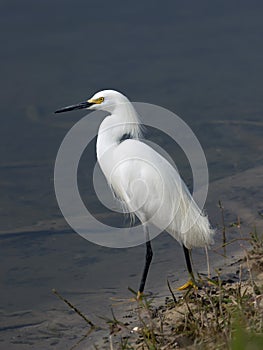 A Great White Egret Wading on a shoreline photo