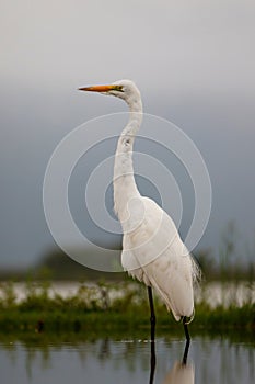 Great white egret wading in a waterhole