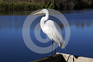 A Great White Egret