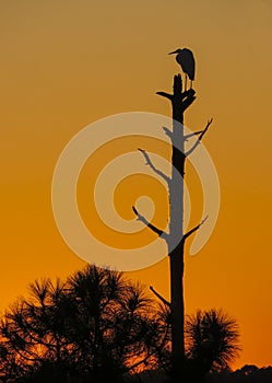 Great White Egret Watches Setting Sun