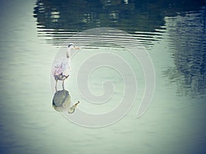 Great white egret on the water