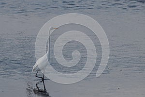 Great White Egret in the water at Bombay Hook Wildlife Refuge (NWR)