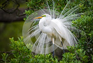 Great White Egret Wildlife Nesting at Florida Nature Bird Rookery photo