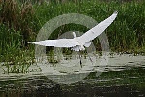 Great White Egret with Wings Fully Spread