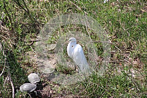 Great White Egret Working on his Feathers while Turtles sunbath nearby