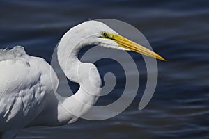 Great white egret with yellow beak glossy eye and long neck visible