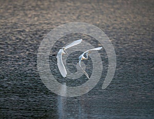 Great white egrets flying over the river water