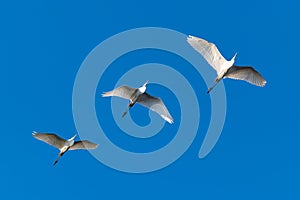 Great white egrets flying in a roll with blue sky on background