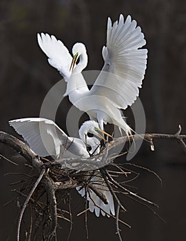 Great White Egret spar over chance to mate with female