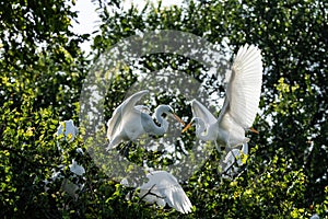 Great White Egrets with the sun shining through their wings