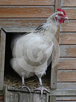 Great white hen Sussex on her perch