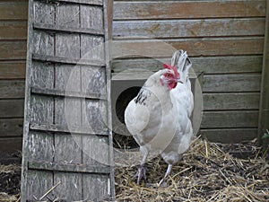 Great white hen Sussex near a ladder in her enclosure