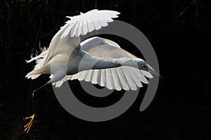 Great White Heron