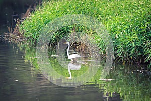 Great White Heron